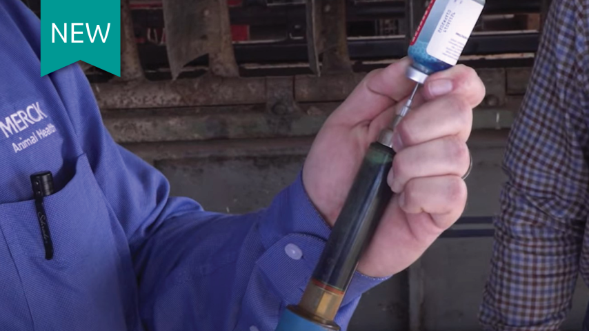 Preconditioning program for healthier calves