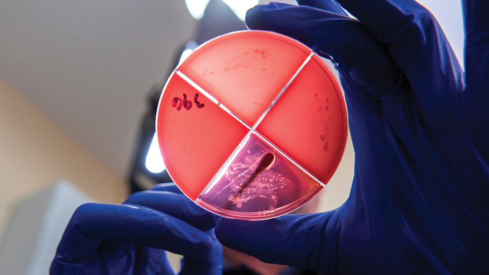 Milk culturing for mastitis
