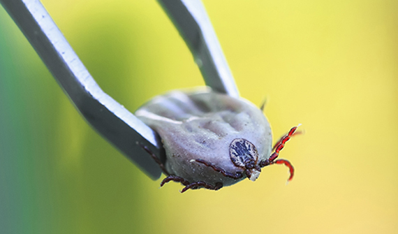 close up of a tick held by tweezers