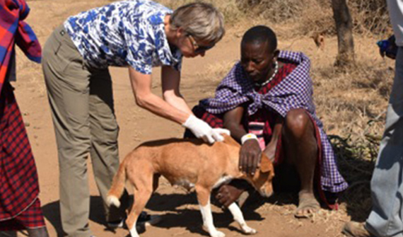 vet giving vaccine to dog in Africa