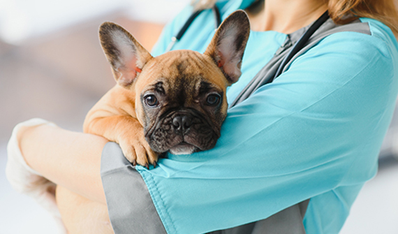 cute little dog being held in a veterinarians arms