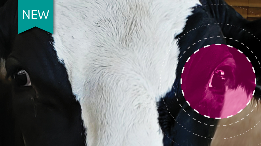 Preventing pinkeye in dairy cows