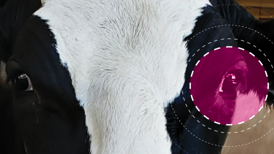 Preventing pinkeye in dairy cows