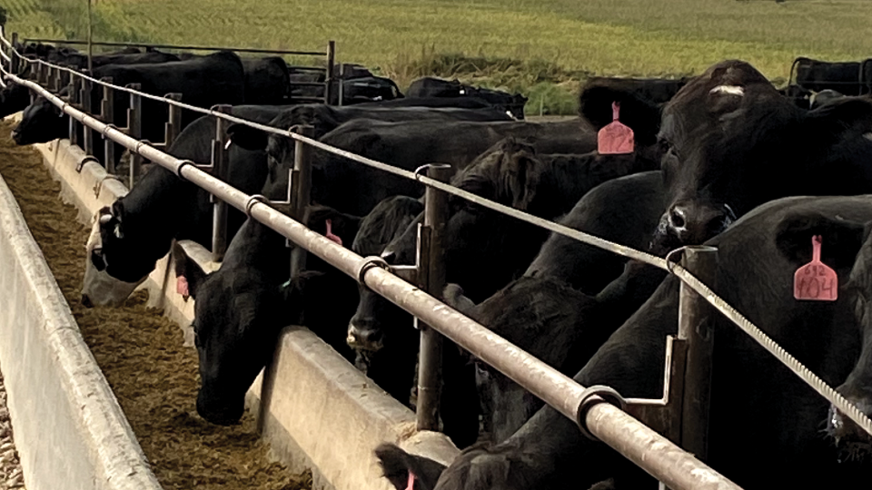 Group of beef cattle eating feed