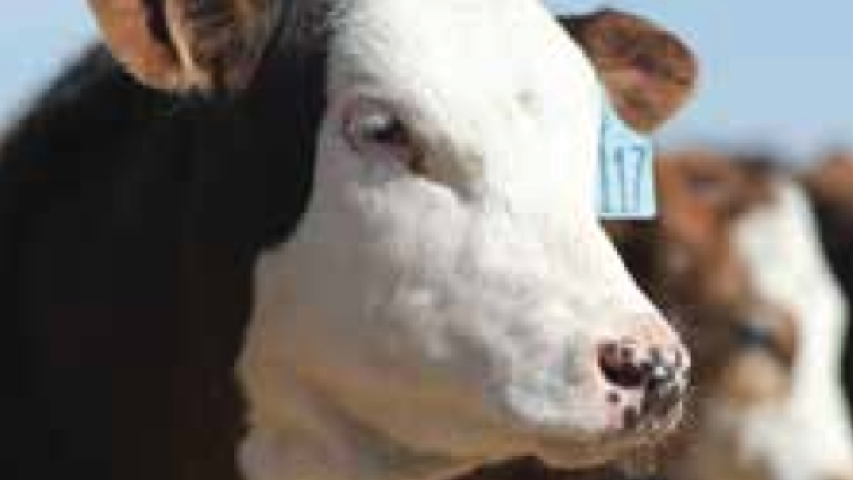 two cattle. One that is in front with an ear tag clearly visible.