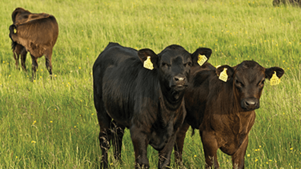 Group of calves