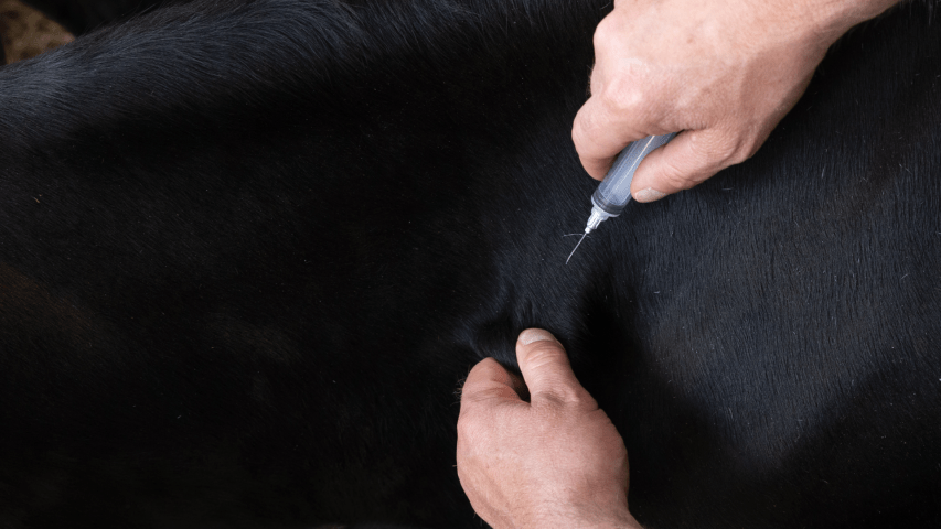Giving a vaccine to beef cattle