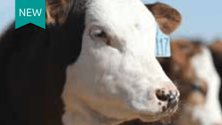 Tagged beef cattle