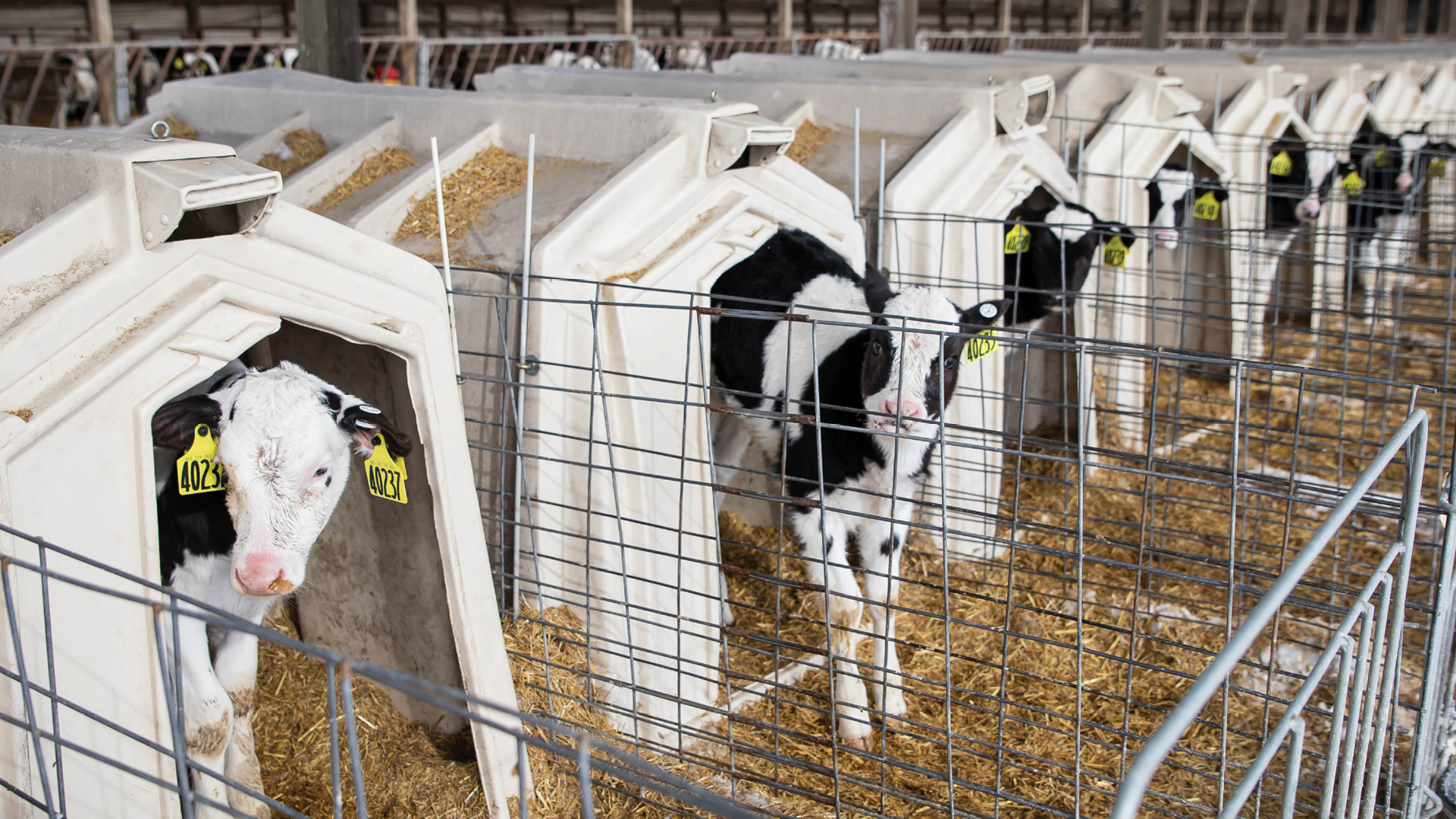 Calves in hutches