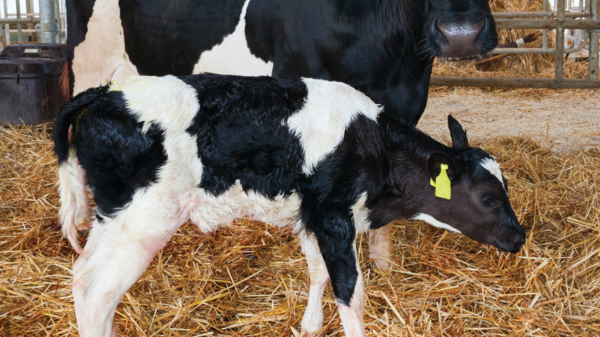 Dairy calves