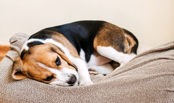 Beagle puppy curled up looking sad