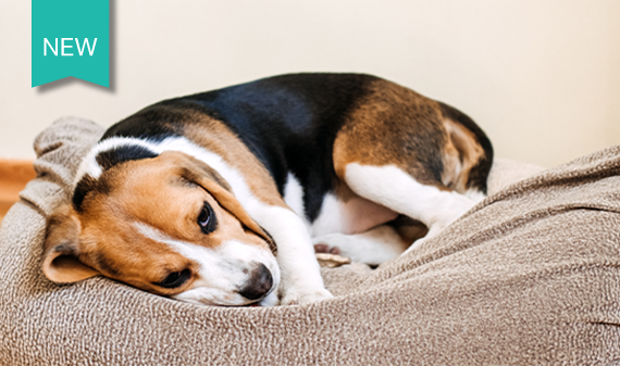 Beagle puppy curled up looking sad