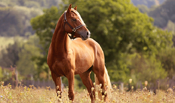 brown horse in pasture