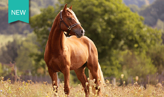 brown horse in pasture