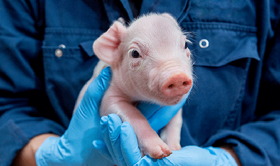 baby piglet