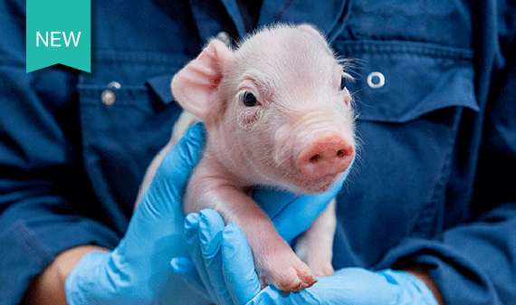 baby piglet