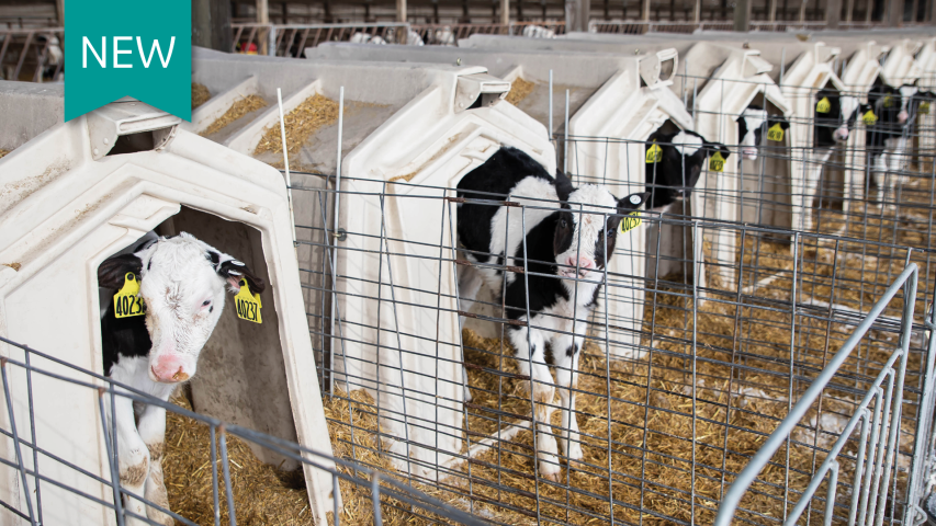 Calves in hutches