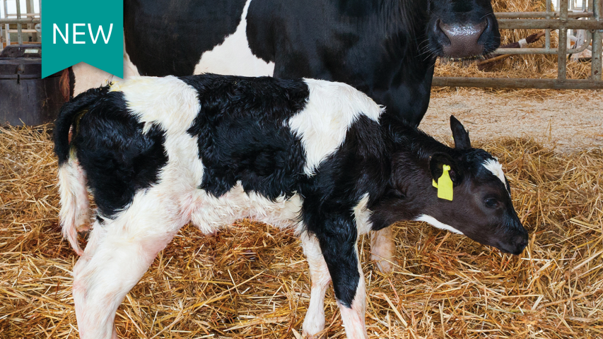 Dairy calves