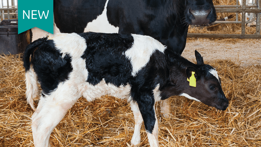 Dairy calves