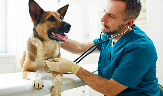 male veterinarian examining a German Shepard