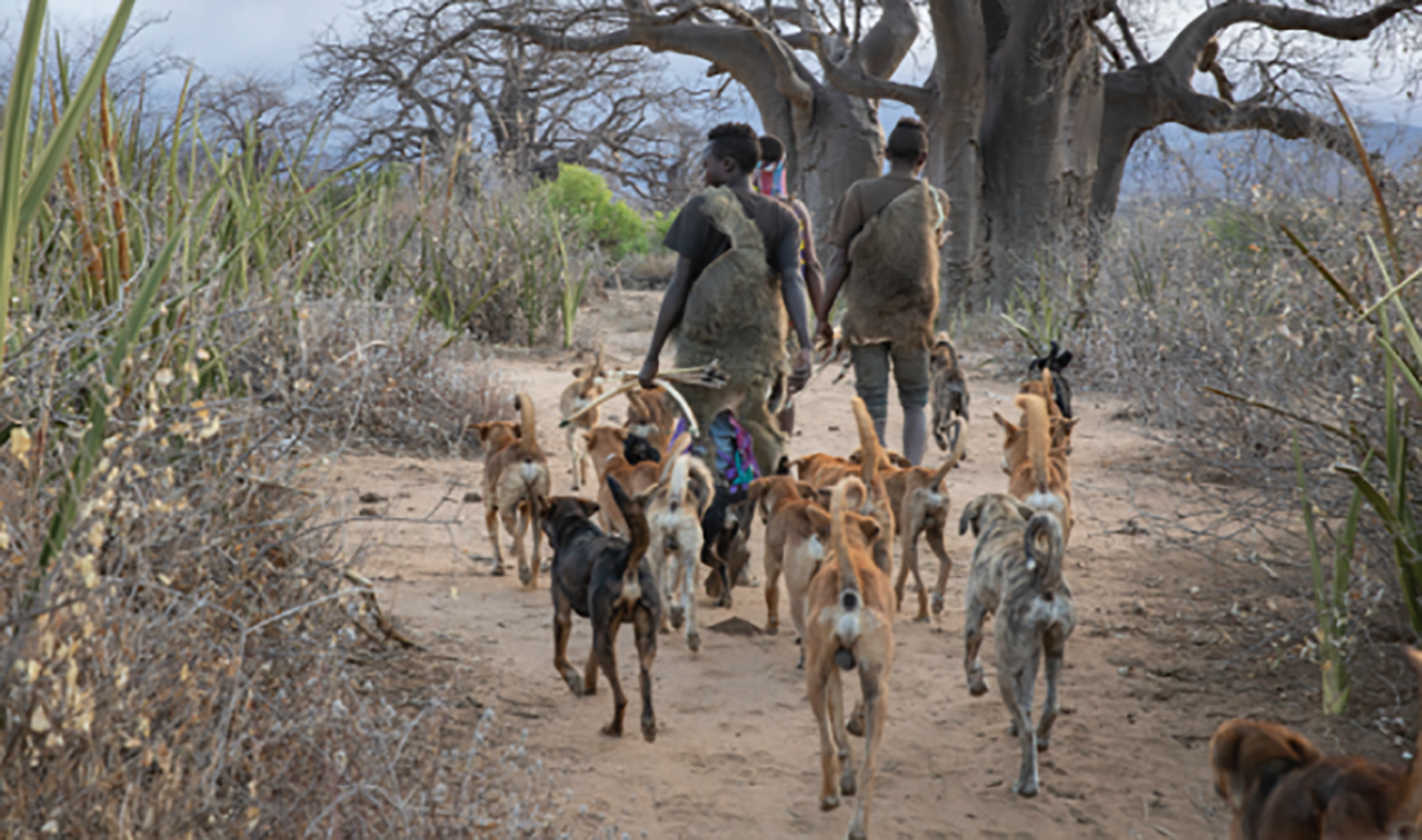 rabies vaccination