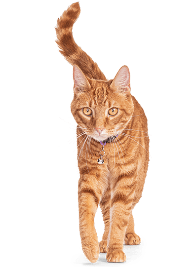 Bravecto plus for cats cheap