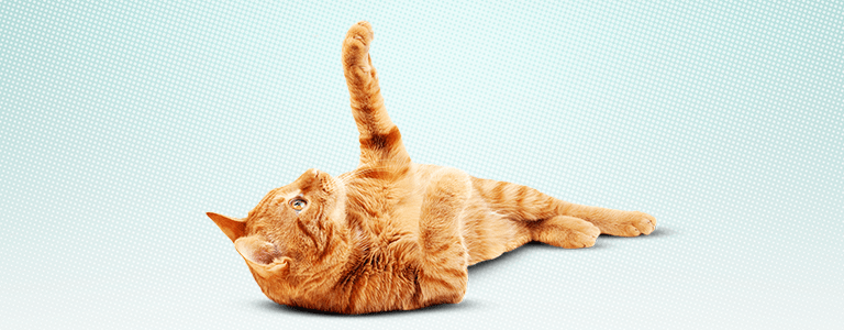 Bravecto for Cats - us-bravecto-com