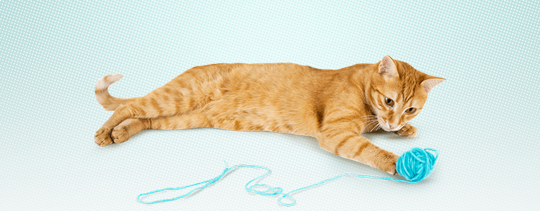 Bravecto for Cats - us-bravecto-com