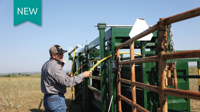 H. Somni in cattle