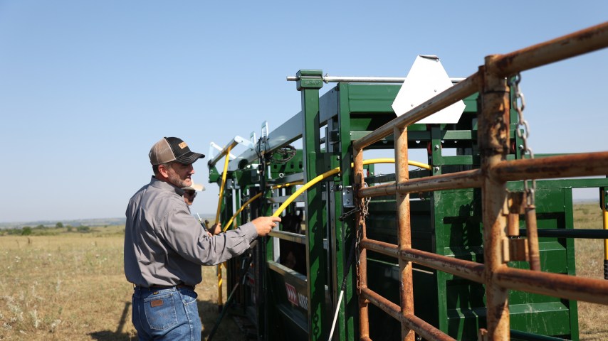 H. Somni in cattle