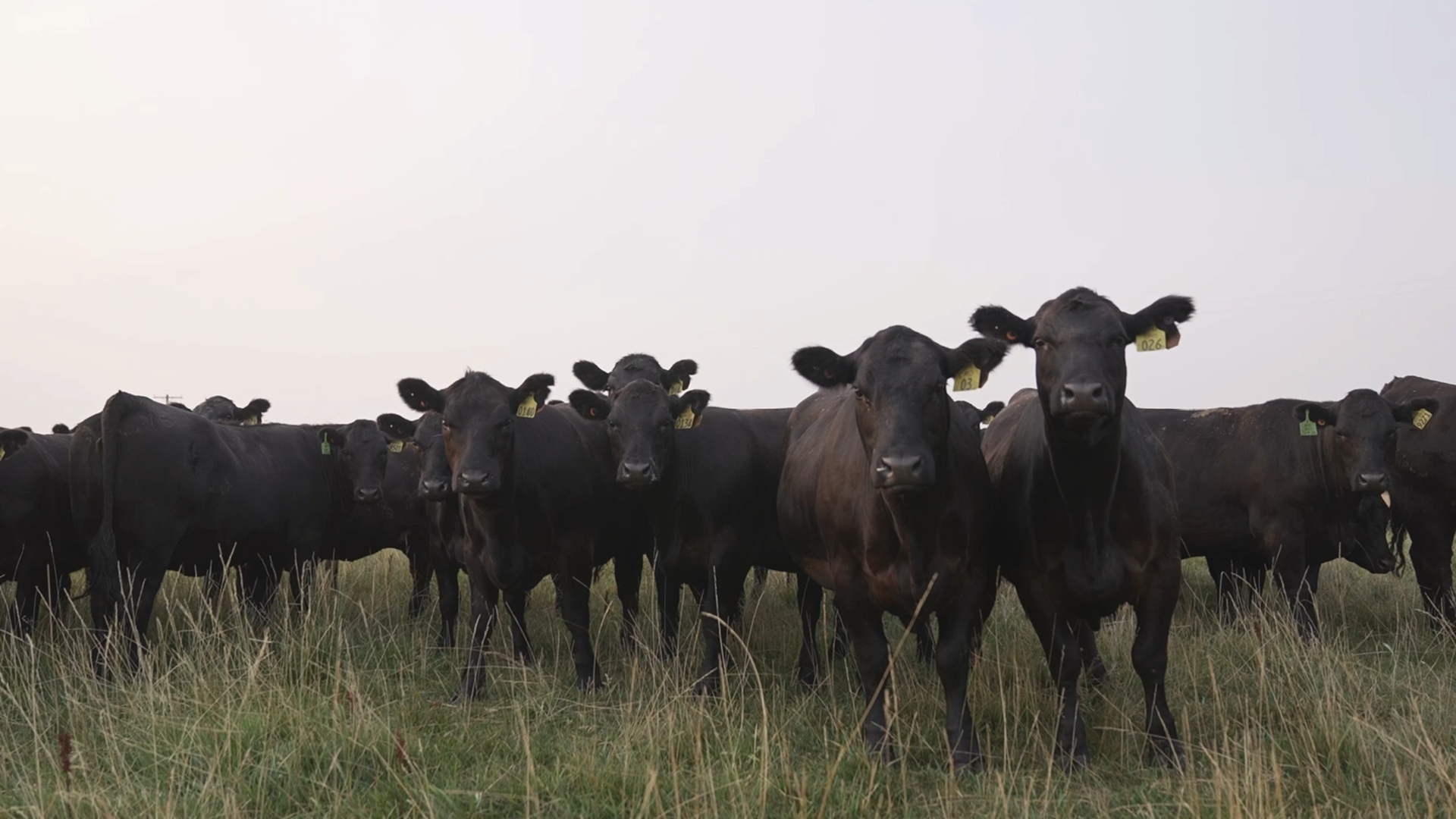 Herd of beef cattle