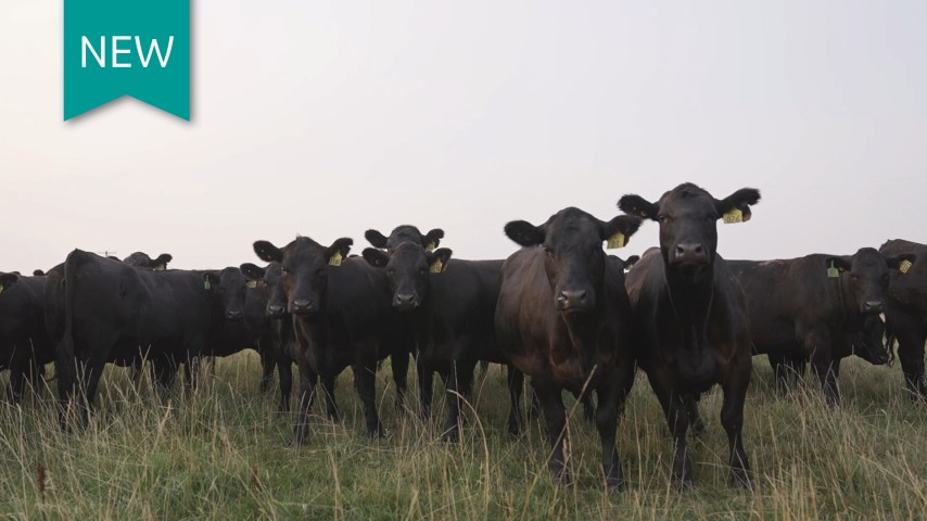 Herd of beef cattle