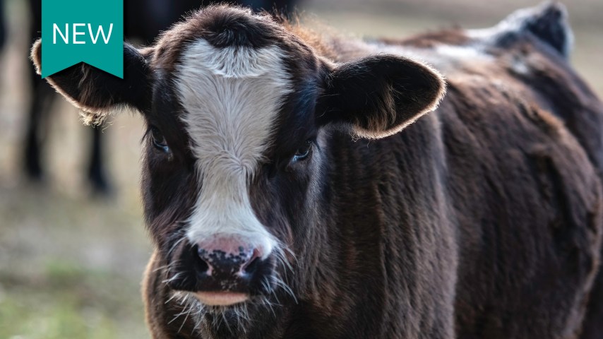 Beef x dairy cow