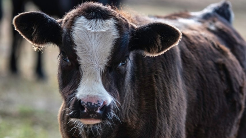 Beef x dairy cow
