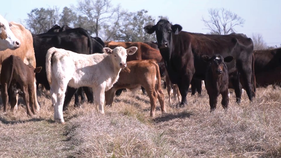 Herd of beef cattle
