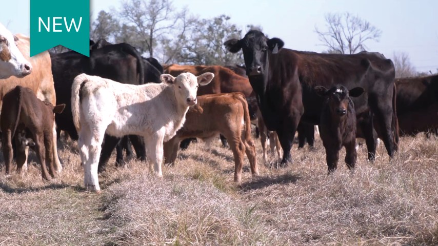 Herd of beef cattle
