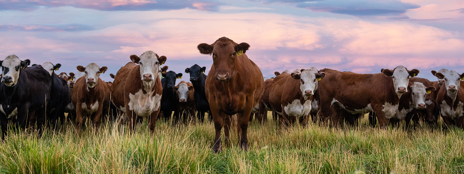 Red Angus Cattle Group