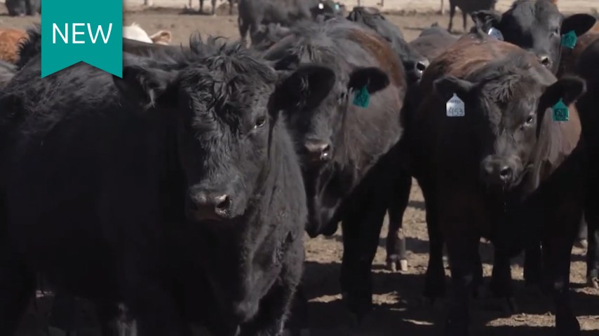 Multiple black cattle look towards the camera.