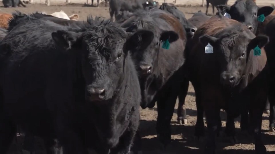 Multiple black cattle look at the camera.