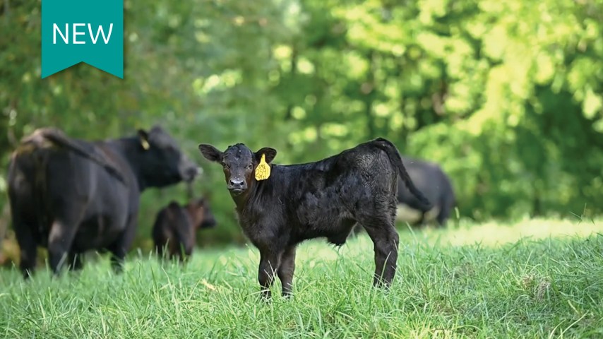A calf stands in a grassy field with a herd of cattle behind it.