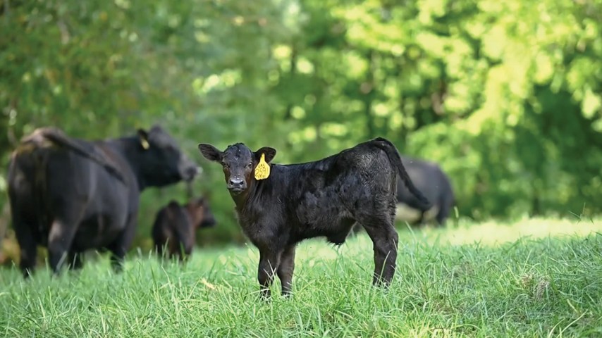 A calf stands in a grassy field with a herd of cattle behind it.