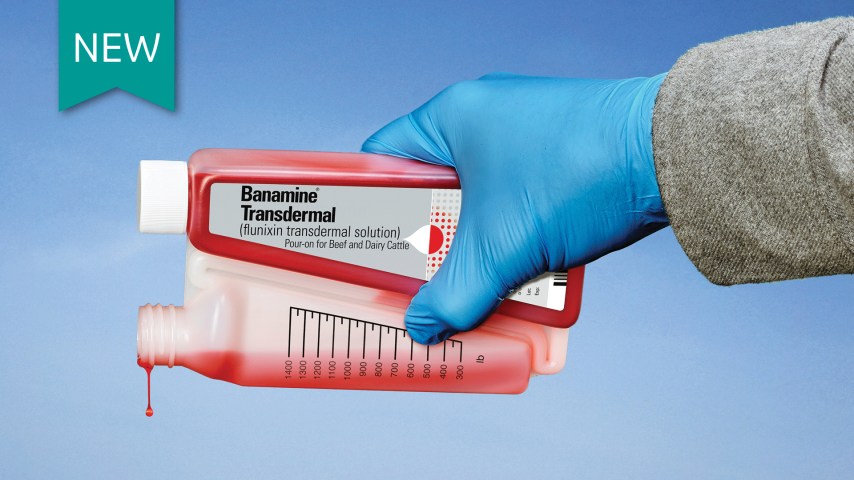 Banamine Transdermal.