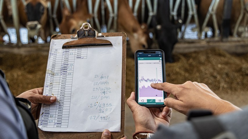 A phone and a clipboard held up in front of cattle eating feed.