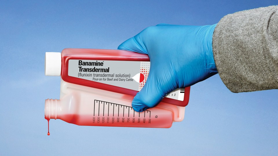 Banamine Transdermal.