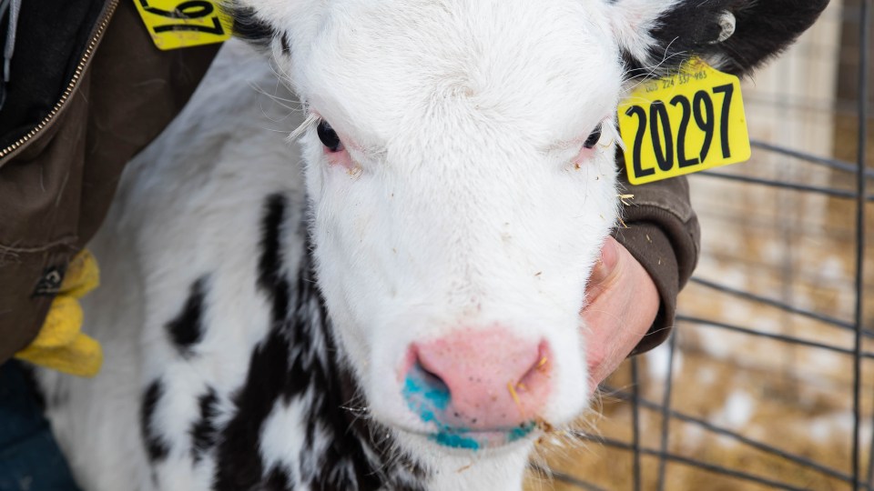 A calf is treated with a Merck product.