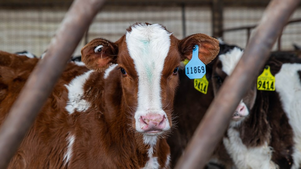 Two calves look through a feed trough.