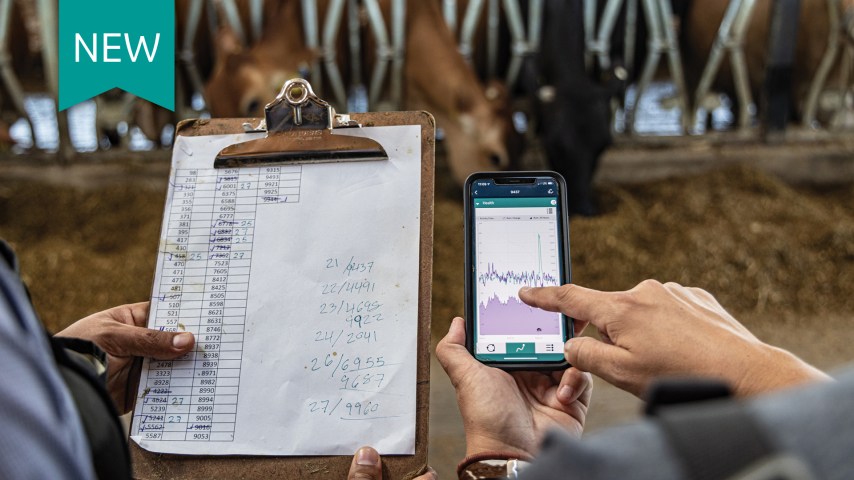 A phone and a clipboard held up in front of cattle eating feed.