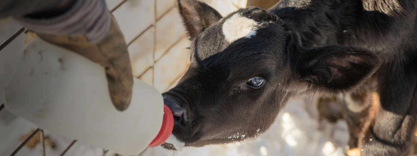 cattle health starts with the calf
