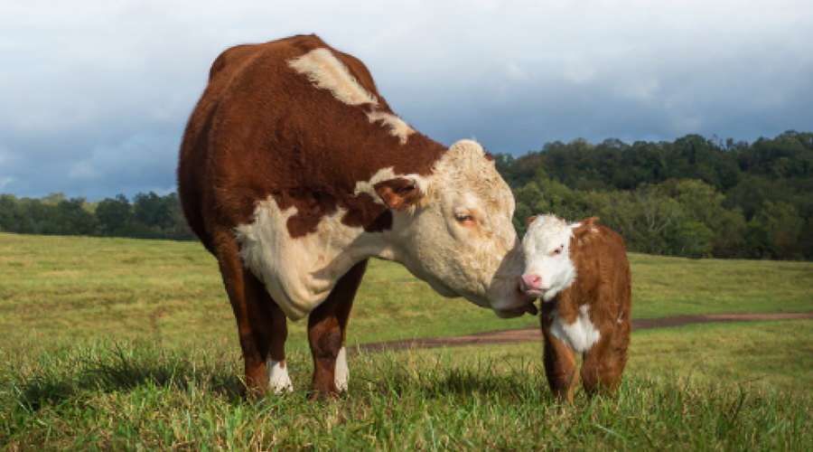 Cow and calf in field