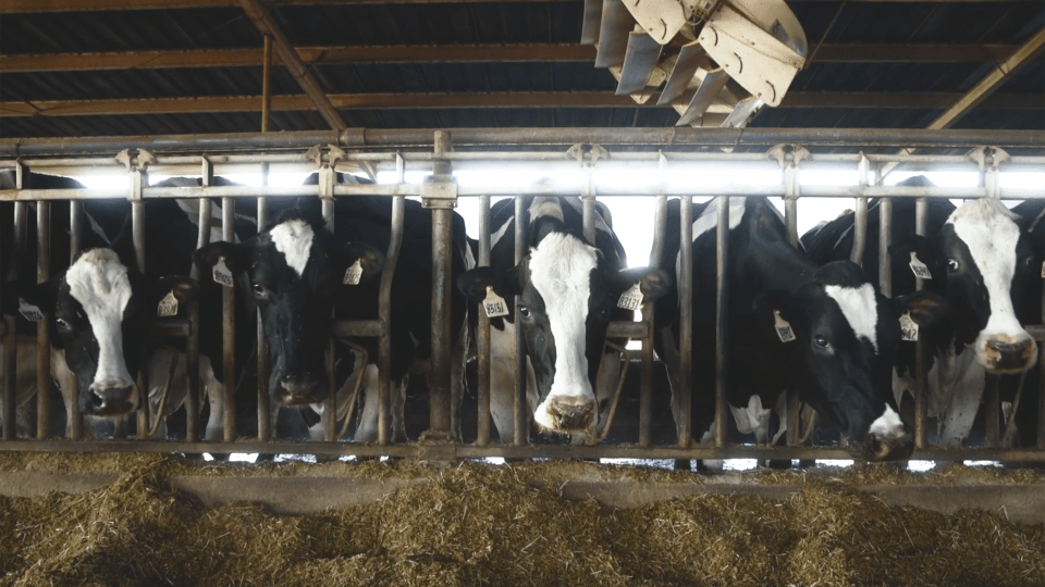 Cattle eat at a feeder.